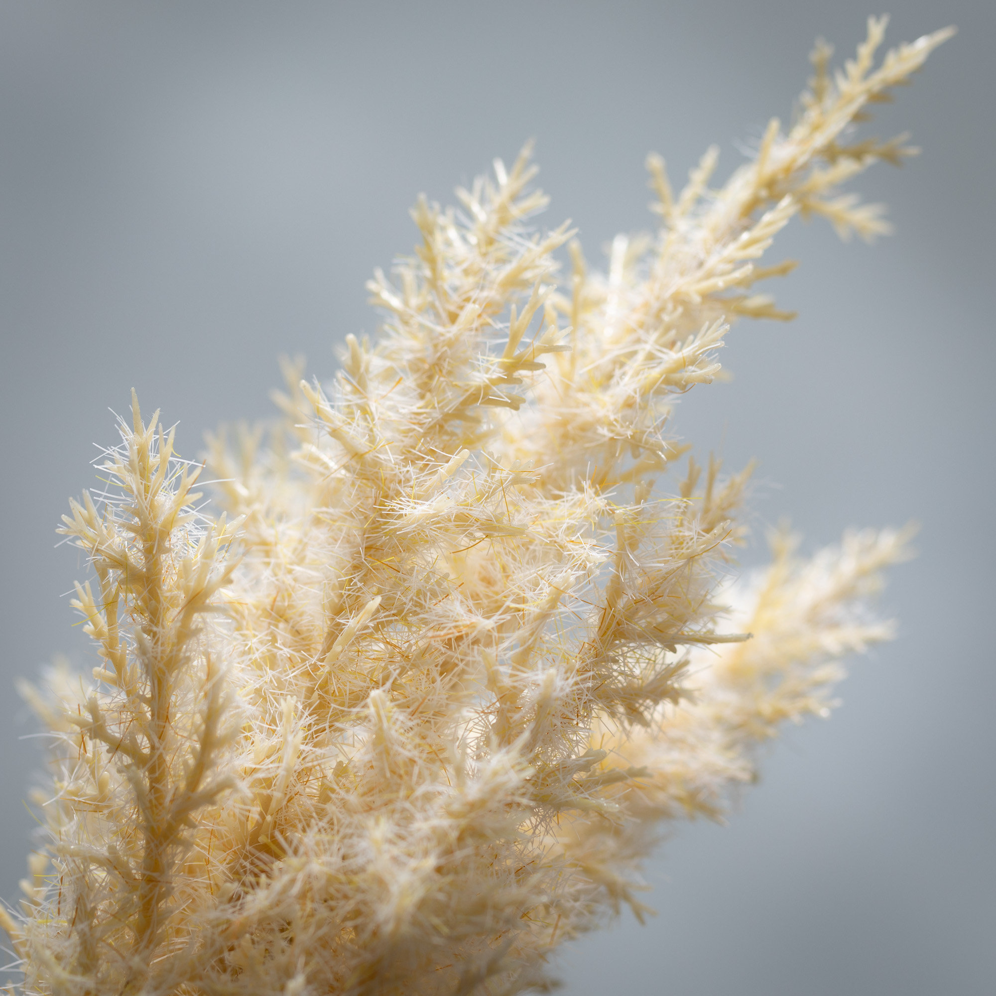 Madie Plume Stems, Off-White