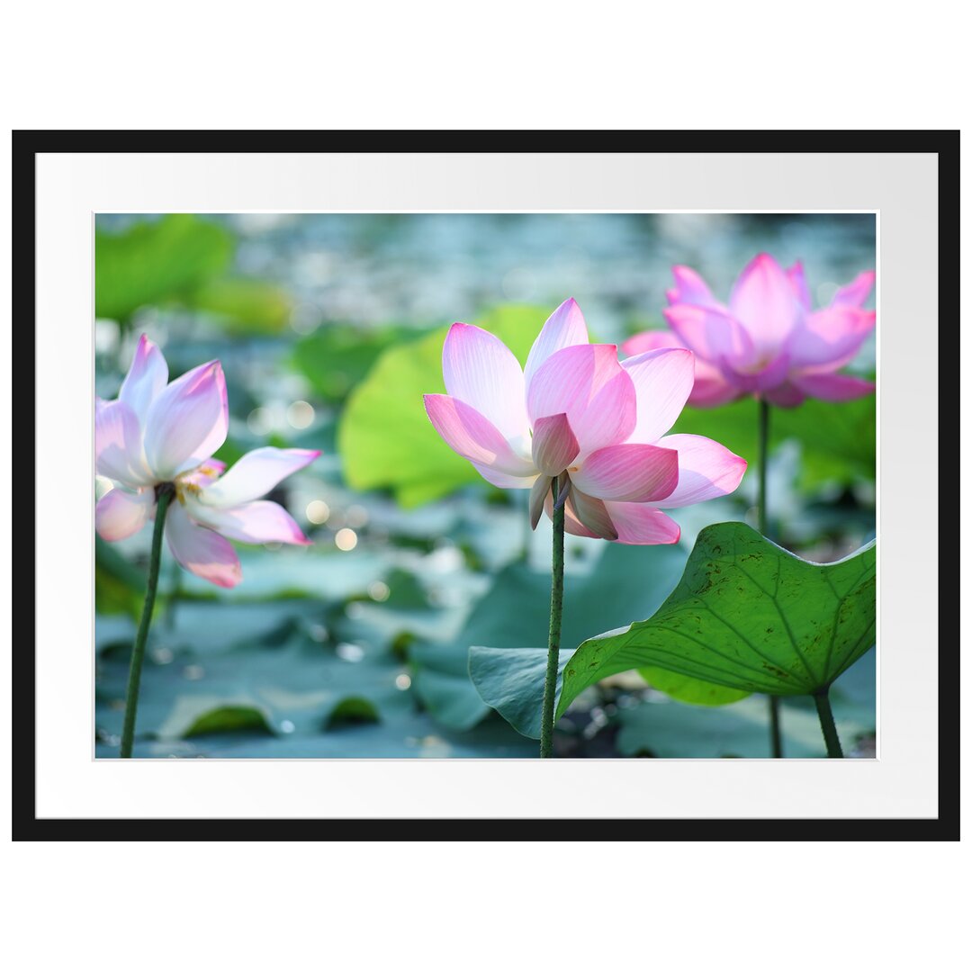 Gerahmtes Poster Rosa Lotusblüte im Teich