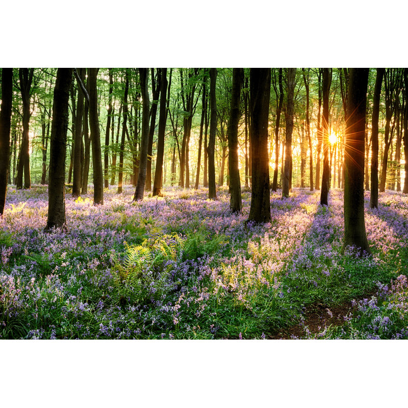 Path Through Bluebell Woods - Wrapped Canvas Print, 30cm H x 46cm W x 3.8cm D