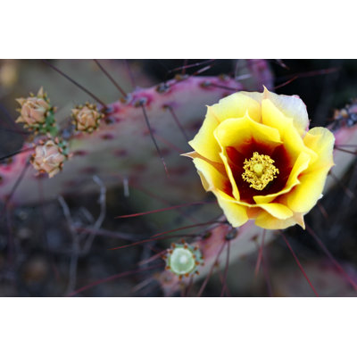 Prickly Pear Bloom by Ericfoltz