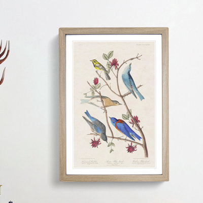 Warbler Bird & Blue-Birds by John Audubon - Picture Frame Painting Print