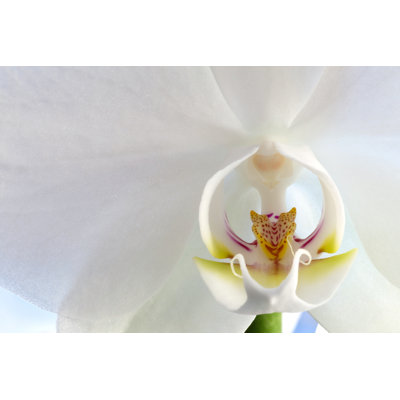 Orchidée blanche Fizaa par Sarenac