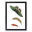 Caterpillar & Swallow-Tail Butterfly by George Shaw - Framed Print-55621139-55621141