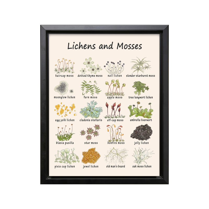 Lichens et mousses, 24"H x 32"W, Canvas, Black Framed