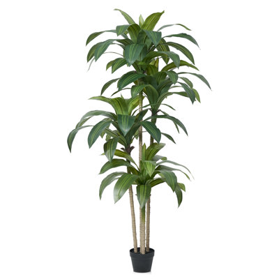 Adcock Dracaena Tree in Pot