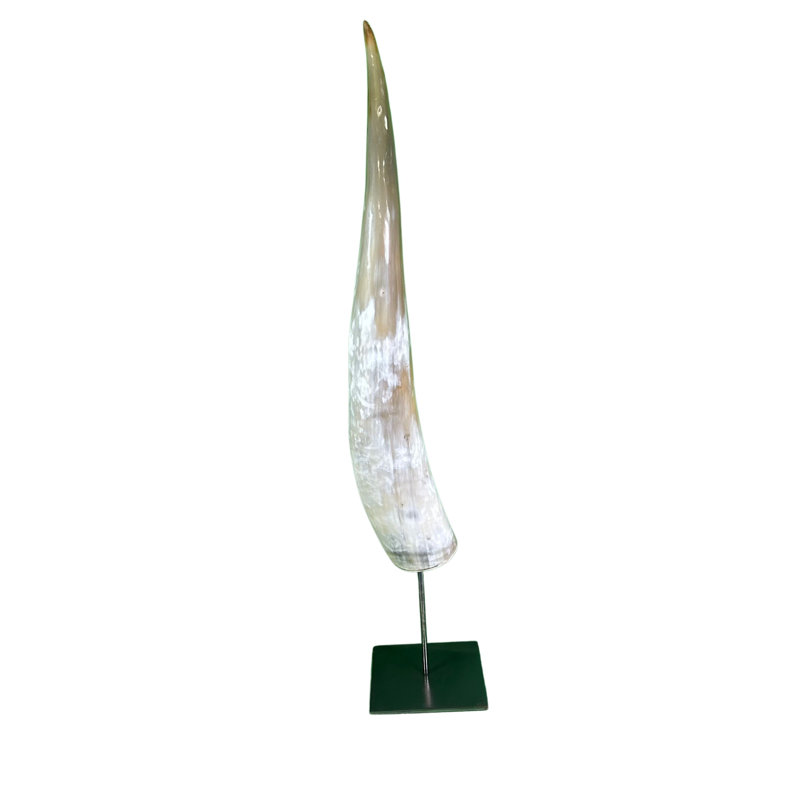 Watusi Cow Horn on Metal Stand