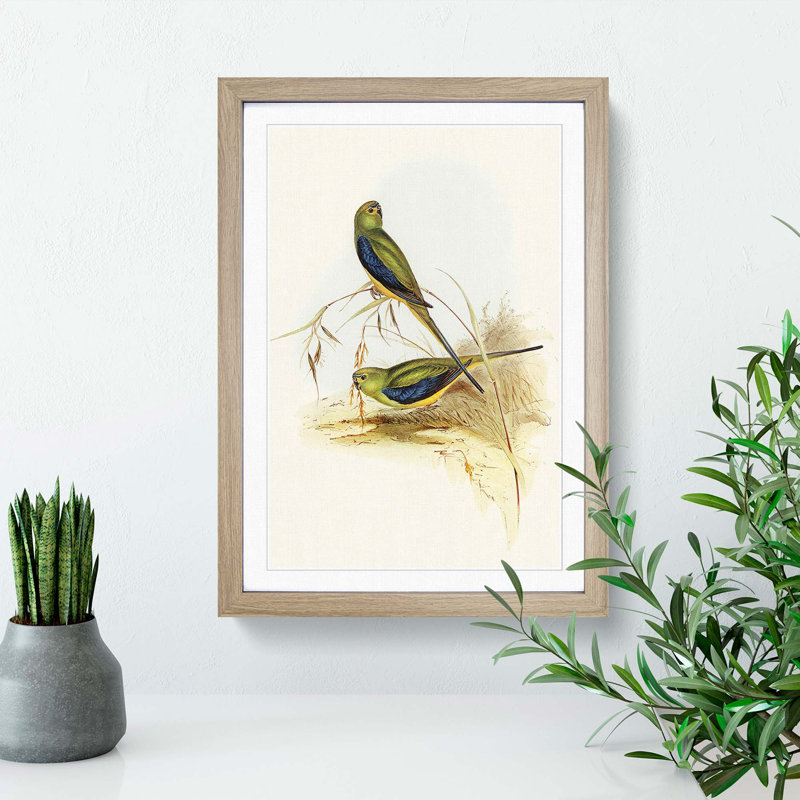 Blue Banded Grass Parakeets by Elizabeth Gould - Picture Frame Painting Print, Oak Framed, 36cm H x 27cm W x 2cm D