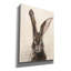 «Tyrinia European Hare II On Canvas» par Ethan Harper, reproduction-1664897226