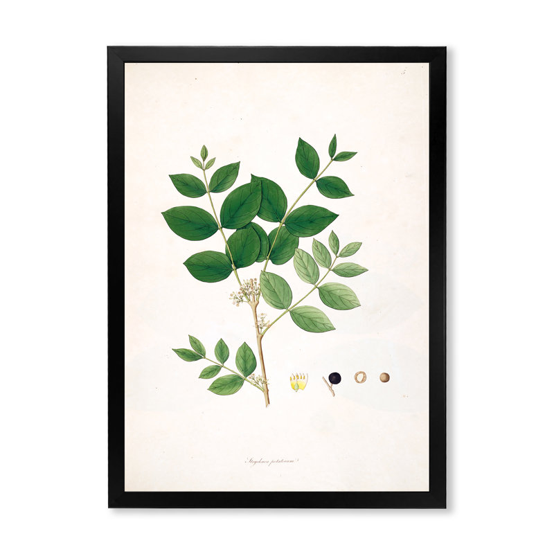 Vintage Botanicals VI - peinture sur toile, Cadre photo noir, H 20 po x l 12 po x P 1po