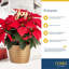 Foliage Plant in Planter