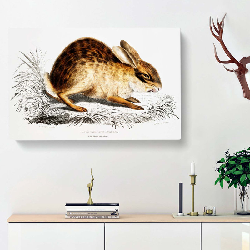 Chinese Hare by John Edward Gray - Wrapped Canvas, 35cm H x 50cm W x 3cm D