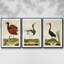 Heron Portrait IV, ensemble de 3 toiles encadrées-97792413-97792414