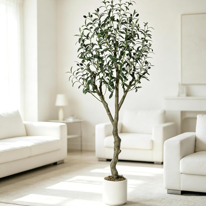152cm Plant