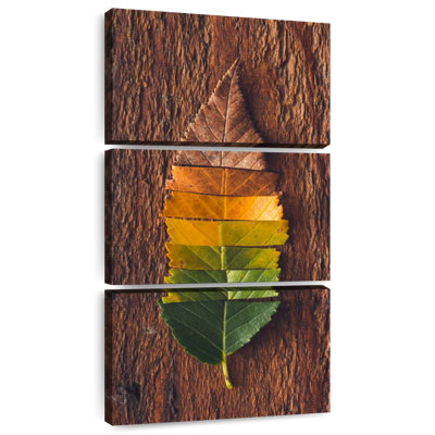 Couleurs de feuilles d'automne