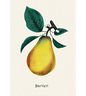 Bartlett Pear Graphic Art