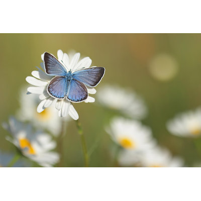 Chamomiles With Butterfly by Markmirror - Wrapped Canvas Print