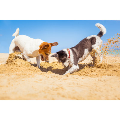 " Dogs Digging A Hole At Baech " by Damedeeso