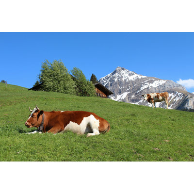 Kerrtown Fleckvieh Cattle - Wrapped Canvas Print