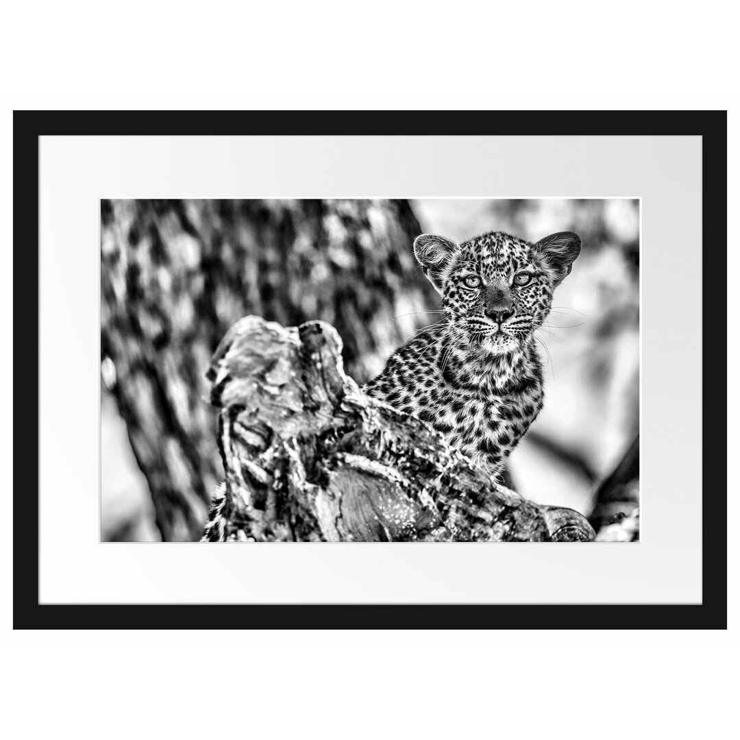 Gerahmtes Poster Leopardjunges auf Baum