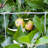 Fencer Wire 16 Gauge Galvanized Welded Wire Fence Roll with 4" x 4" Square Opening, Multiple Sizes-109764802