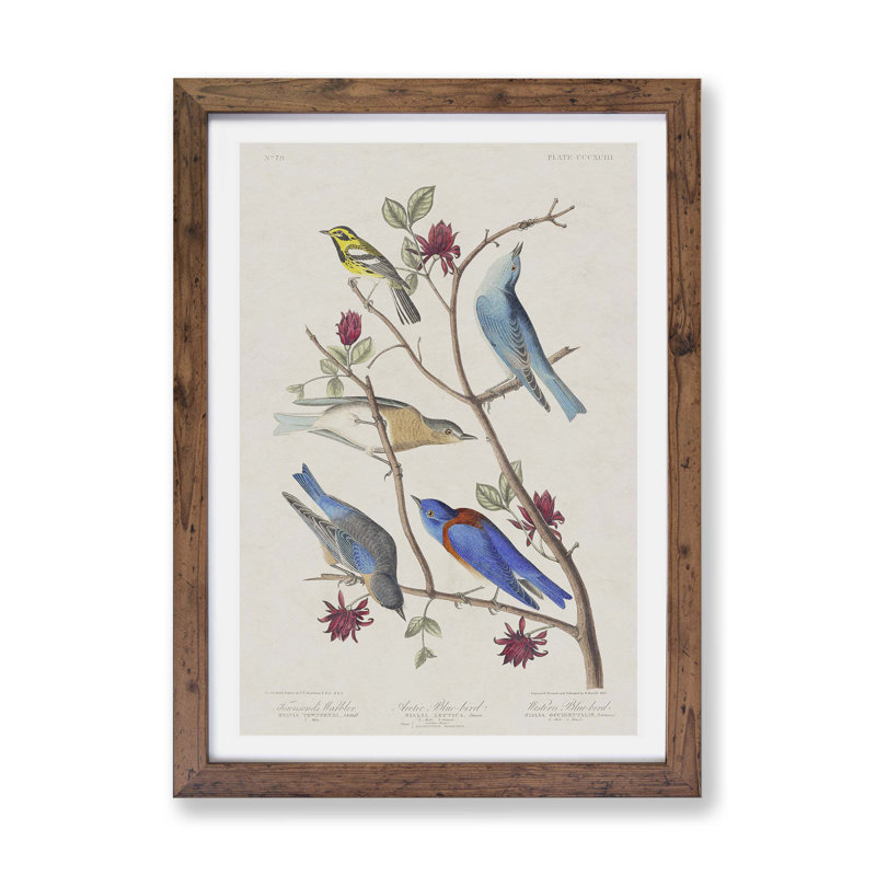 Warbler Bird & Blue-Birds - Framed Print, Walnut, 33cm H x 45cm W x 2cm D