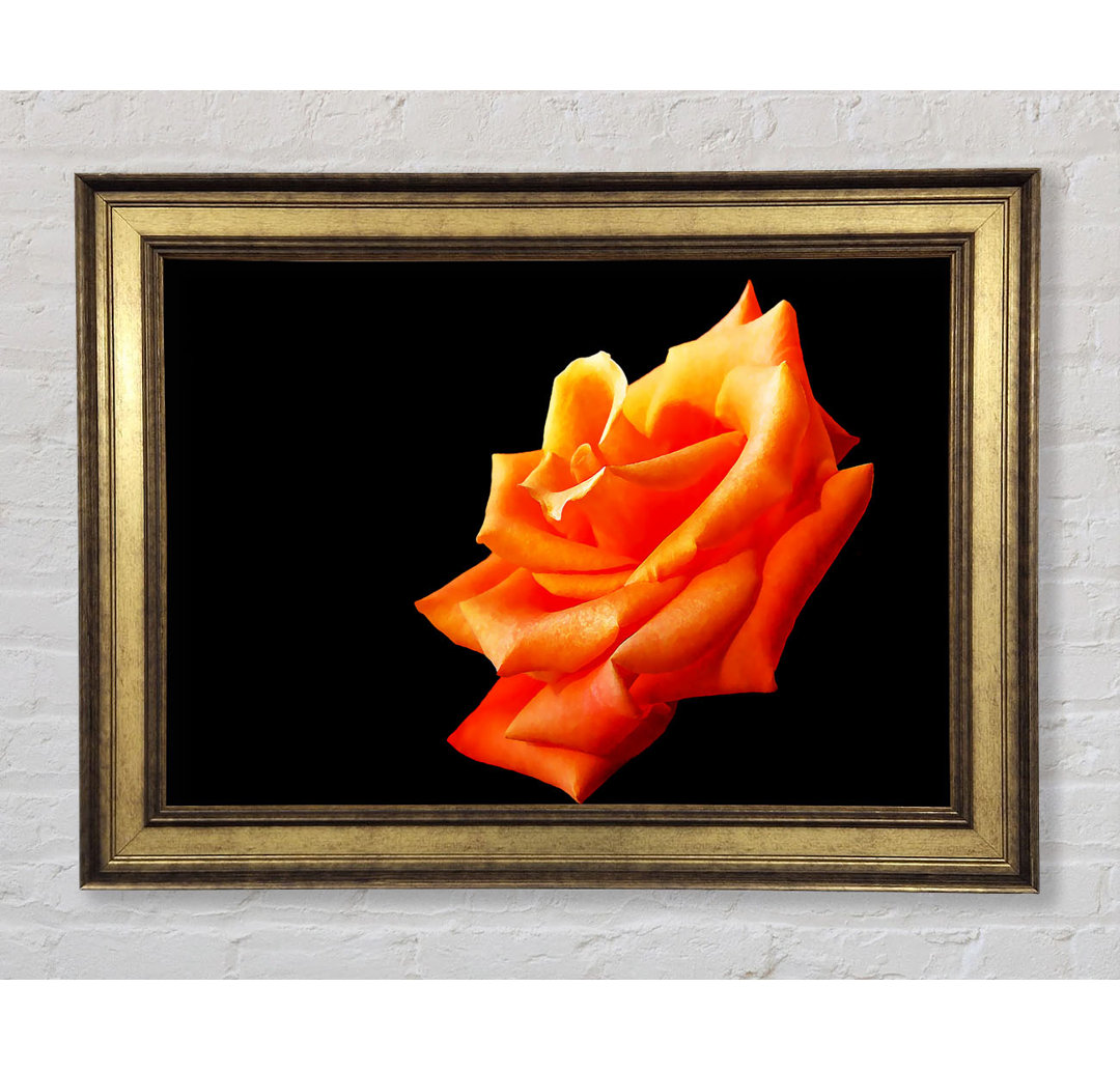 Einzelne Orange Rose In Bloom - Einzelne Bilderrahmen Kunstdrucke