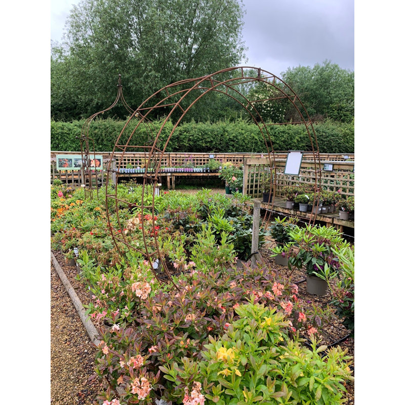 Baela 238.8cm W x 66cm D Arbour, Brown