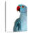 Parakeet-1584712198