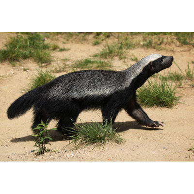«Honey Badger» par Wrangel - Photographie sur toile tendue