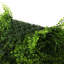 Plante de 20 po-716148261