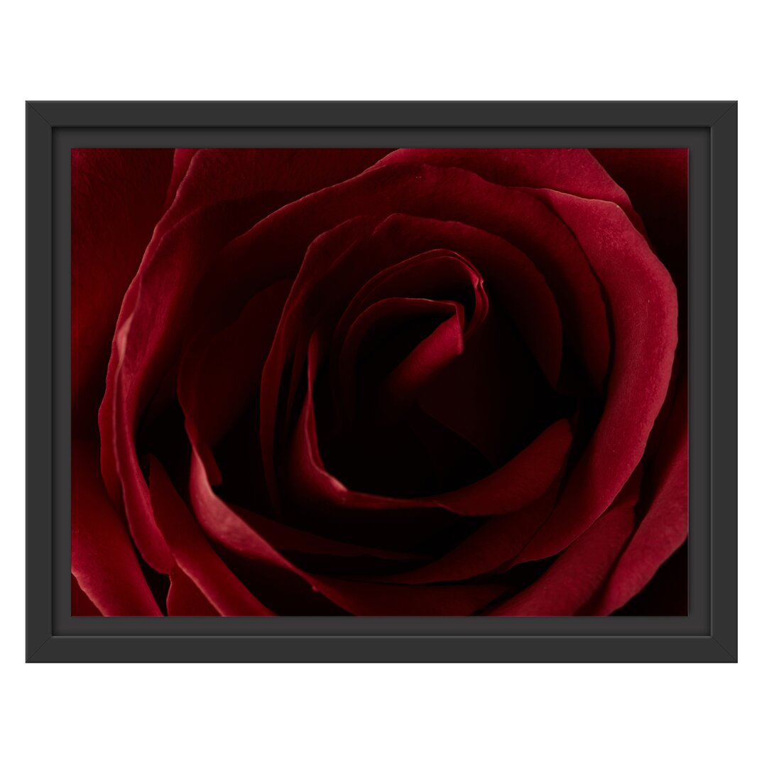 Gerahmtes Wandbild Rote Rose