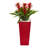 Bromeliad Arrangement in Pot-26161104-24745654
