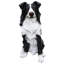 Statue de chien Matthew Border Collie