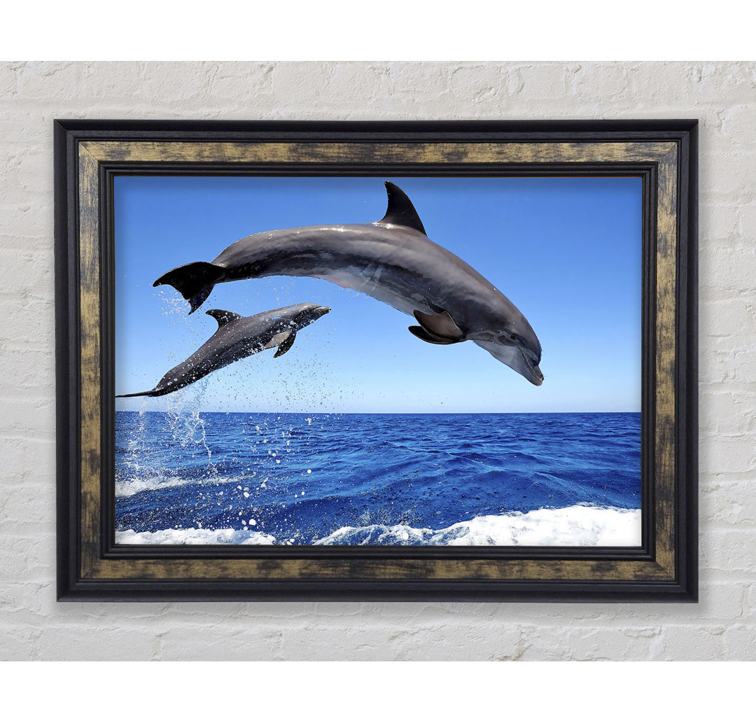 Gerahmtes Bild Common Bottlenose Dolphins