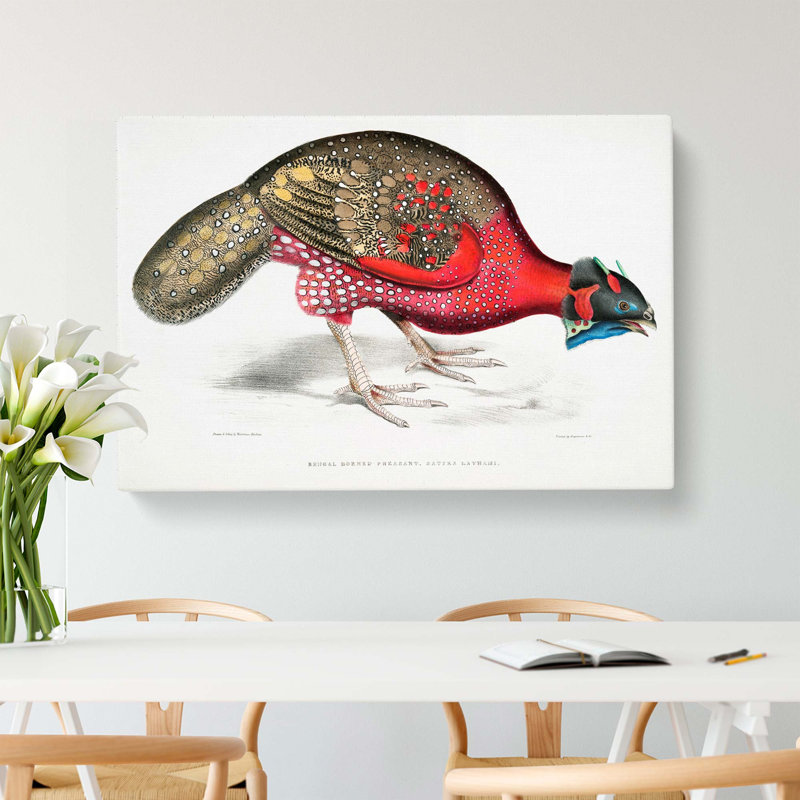 Bengal Horned Pheasant by John Edward Gray - Wrapped Canvas, 50cm H x 76cm W x 3cm D
