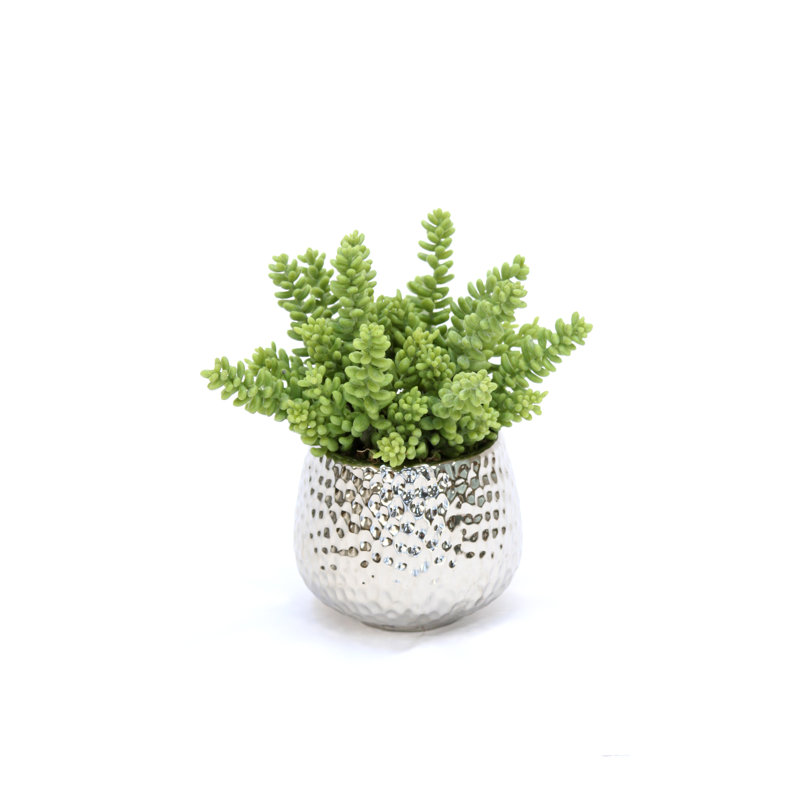 2-Pack 8 in. Unisex Succulent in Metal Dimple Pot - Green