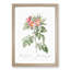 Pasture Rose in Pink by Pierre-Joseph Redoute - Picture Frame Painting Print-55578168-55578164