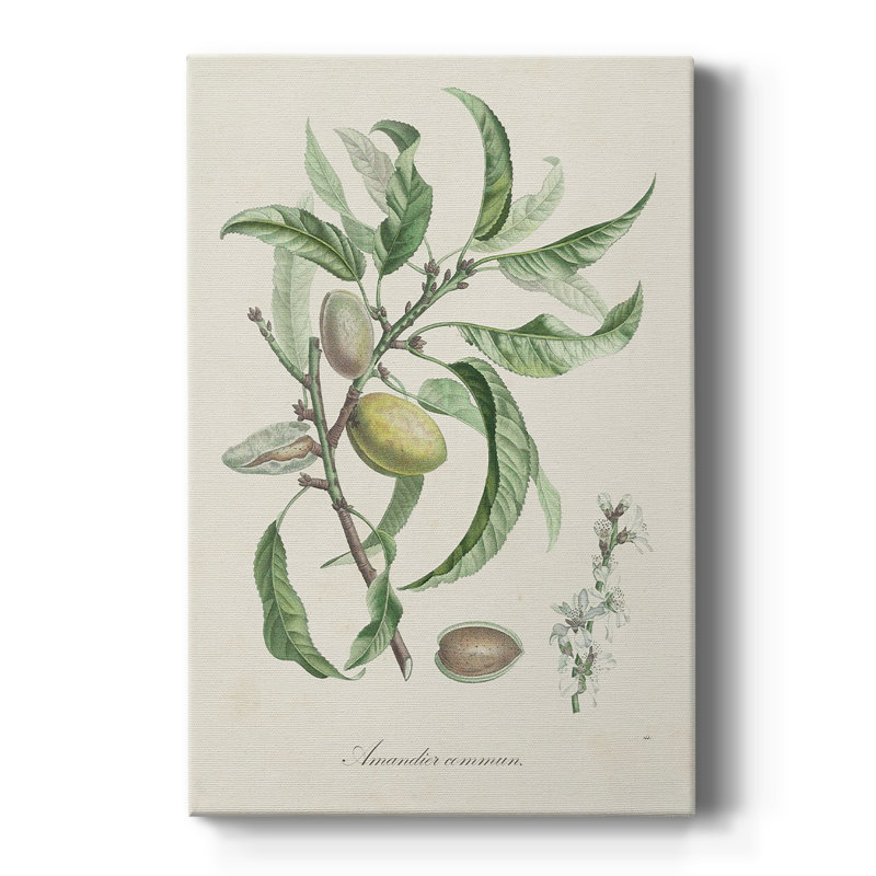 Antique Almond Botanical IV -Custom Wrapped Gallery Cavas, 18" H x 12" W