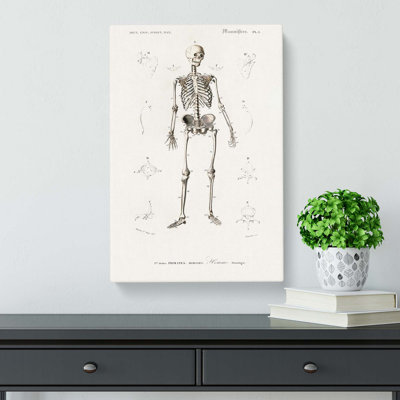 Human Skeleton by Charles D' Orbigny - Wrapped Canvas Print