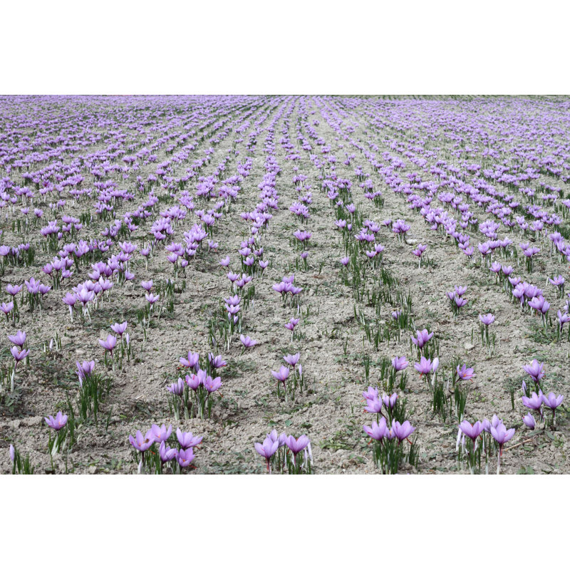 Field of Cultivated Pink Safran Flowers - Photographie sur toile tendue, H 8 po x l 12 po