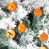 Orange est en rupture de stock