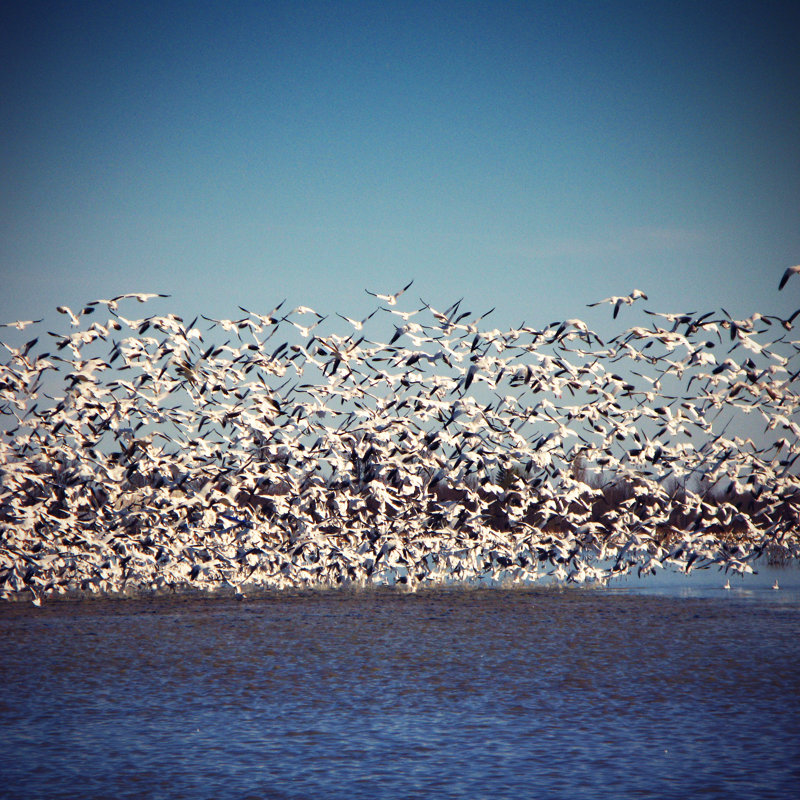 Flock Of Birds by Instants - No Frame Art Prints on Canvas, 91cm H x 91cm W
