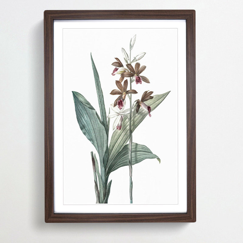 Limodorum Orchid Flowers by Pierre-Joseph Redoute - Picture Frame Painting Print, 36cm H x 27cm W x 2cm D, Walnut Framed