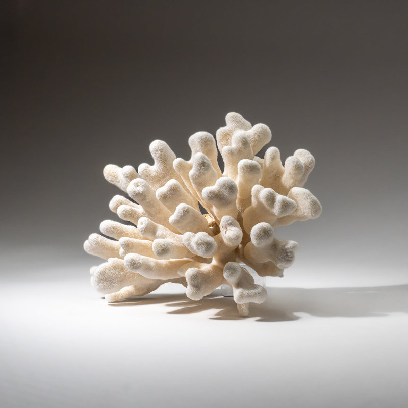 Genuine White Cat's Paw Coral (5 Lbs)