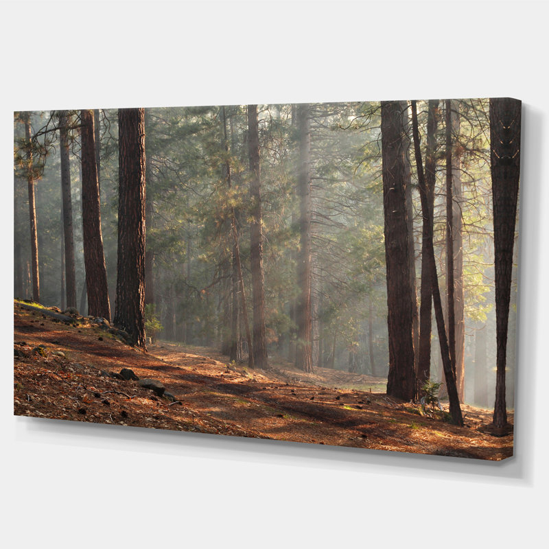 «Rays of Sun in Dense Forest», reproduction de photo sur toile tendue encadrée, H 16 po x l 32 po x P 1 po, Toile tendue