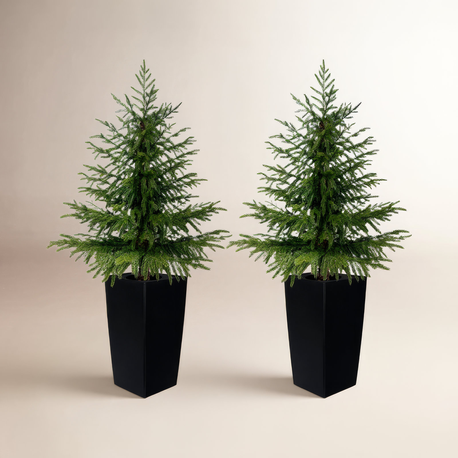 Norfolk Pine Tree in Pot, Black