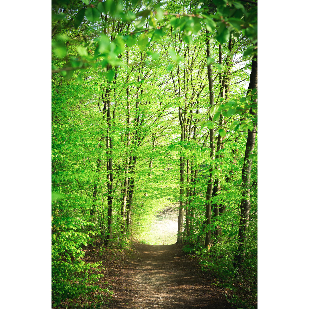 Waldweg im Frühling von Borchee - Kunstdrucke auf Leinwand ohne Rahmen