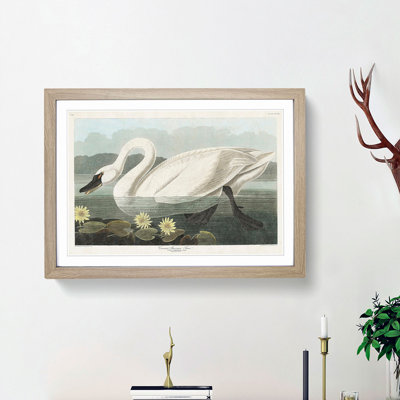 American Swan by John Audubon - Single Picture Frame Painting