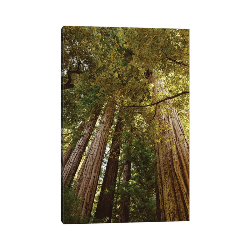 Redwood Forest by Bethany Young - Print on Canvas, 66.04cm H x 45.72cm W x 3.81cm D, Wrapped Canvas