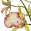 Orchidée araignée dans un vase en verre